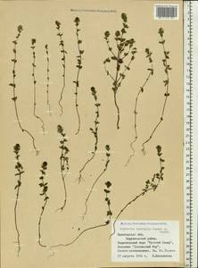 Euphrasia ×vernalis List, Eastern Europe, Northern region (E1) (Russia)