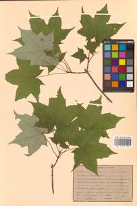 Acer pictum subsp. mono (Maxim.) H.Ohashi, Siberia, Russian Far East (S6) (Russia)