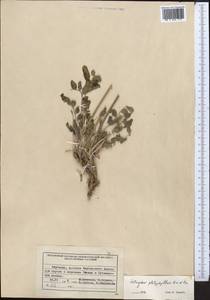 Astragalus platyphyllus Kar. & Kir., Middle Asia, Northern & Central Tian Shan (M4) (Kyrgyzstan)
