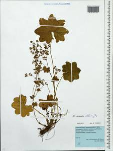 Alchemilla altaica Juz., Eastern Europe, Eastern region (E10) (Russia)