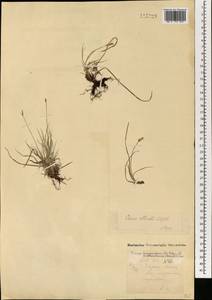 Carex obtusata Lilj., Mongolia (MONG) (Mongolia)