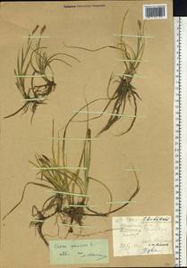 Carex panicea L., Siberia, Altai & Sayany Mountains (S2) (Russia)