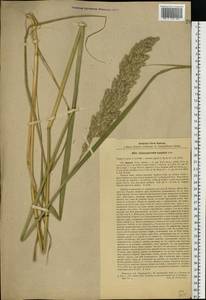 Calamagrostis epigejos (L.) Roth, Eastern Europe, North Ukrainian region (E11) (Ukraine)