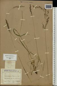 Agrostis stolonifera L., Eastern Europe, North Ukrainian region (E11) (Ukraine)