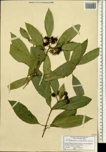 Pittosporum undulatum, Africa (AFR) (Portugal)