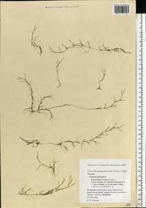 Puccinellia phryganodes (Trin.) Scribn. & Merr., Eastern Europe, Northern region (E1) (Russia)