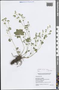 Alchemilla micans Buser, Eastern Europe, Central region (E4) (Russia)