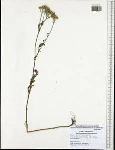 Achillea millefolium L., Eastern Europe, Central region (E4) (Russia)