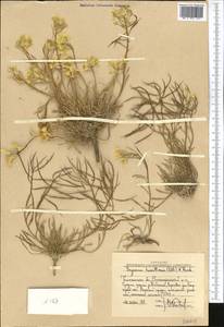 Erysimum altaicum C. A. Mey., Middle Asia, Western Tian Shan & Karatau (M3) (Uzbekistan)
