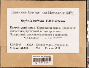 Brachythecium hultenii (E.B. Bartram) Min Li & Y.F. Wang, Bryophytes, Bryophytes - Chukotka & Kamchatka (B21) (Russia)