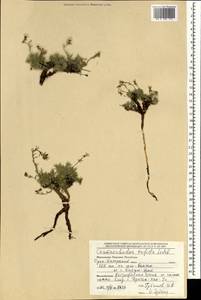 Chamaerhodos trifida Ledeb., Mongolia (MONG) (Mongolia)