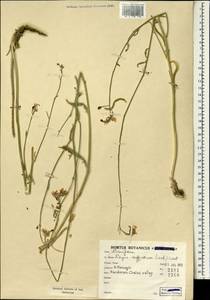 Fibigia suffruticosa (Vent.) Sweet, South Asia, South Asia (Asia outside ex-Soviet states and Mongolia) (ASIA) (Iran)