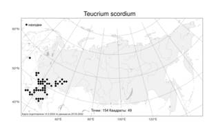 Teucrium scordium L., Atlas of the Russian Flora (FLORUS) (Russia)
