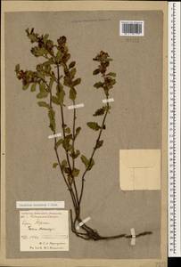 Teucrium chamaedrys subsp. nuchense (K.Koch) Rech.f., Caucasus, North Ossetia, Ingushetia & Chechnya (K1c) (Russia)