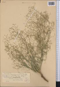 Gypsophila diffusa Fisch. & C. A. Mey. ex Rupr., Middle Asia, Karakum (M6) (Turkmenistan)