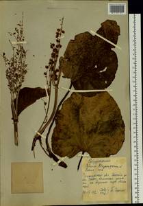 Rheum rhaponticum L., Siberia, Baikal & Transbaikal region (S4) (Russia)