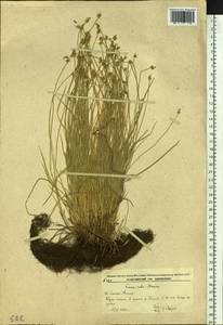 Carex uda Maxim., Siberia, Russian Far East (S6) (Russia)