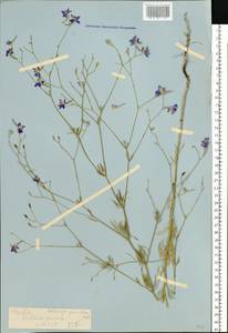 Delphinium consolida subsp. paniculatum (Host) N. Busch, Eastern Europe, Lower Volga region (E9) (Russia)
