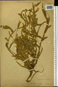 Lycopodium clavatum L., Eastern Europe, Moscow region (E4a) (Russia)