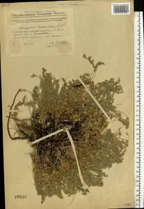 Astragalus testiculatus Pall., Eastern Europe, Eastern region (E10) (Russia)