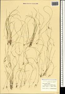 Festuca incurva (Gouan) Gutermann, Crimea (KRYM) (Russia)