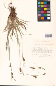 Carex distans L., Eastern Europe, Moscow region (E4a) (Russia)