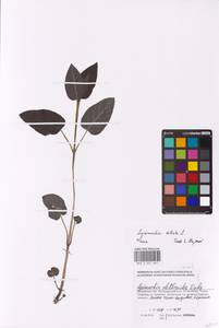 Lysimachia ciliata L., Eastern Europe, Moscow region (E4a) (Russia)