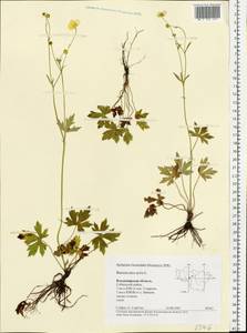 Ranunculus acris L., Eastern Europe, Central region (E4) (Russia)