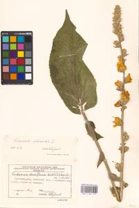 Verbascum phlomoides L., Eastern Europe, Moscow region (E4a) (Russia)