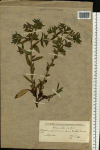 Nonea pulla (L.) DC., Eastern Europe, Lower Volga region (E9) (Russia)