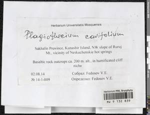 Plagiothecium cavifolium (Brid.) Z. Iwats., Bryophytes, Bryophytes - Russian Far East (excl. Chukotka & Kamchatka) (B20) (Russia)