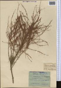 Tamarix hispida Willd., Middle Asia, Pamir & Pamiro-Alai (M2) (Tajikistan)