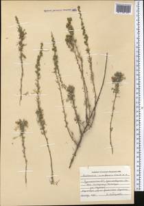 Artemisia ciniformis Krasch. & Popov ex Poljakov, Middle Asia, Kopet Dag, Badkhyz, Small & Great Balkhan (M1) (Turkmenistan)