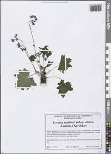 Primula matthioli subsp. altaica (Losinsk.) Kovt., Siberia, Central Siberia (S3) (Russia)