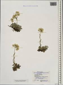 Antennaria caucasica Boriss., Caucasus, Stavropol Krai, Karachay-Cherkessia & Kabardino-Balkaria (K1b) (Russia)