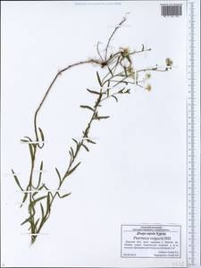 Achillea ptarmica subsp. ptarmica, Eastern Europe, Central forest-and-steppe region (E6) (Russia)