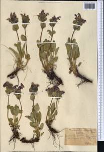 Dracocephalum grandiflorum L., Middle Asia, Northern & Central Tian Shan (M4) (Kazakhstan)