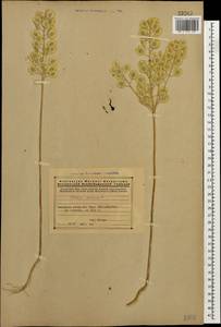 Thlaspi arvense L., Caucasus, Armenia (K5) (Armenia)