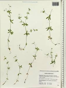 Galium uliginosum L., Siberia, Baikal & Transbaikal region (S4) (Russia)