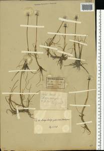 Eriophorum, Eastern Europe, Northern region (E1) (Russia)