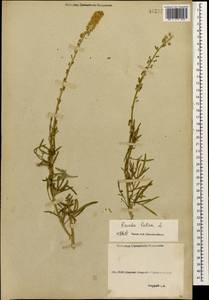 Reseda lutea L., Caucasus, Georgia (K4) (Georgia)