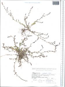 Polygonum acetosum M. Bieb., Middle Asia, Western Tian Shan & Karatau (M3) (Kazakhstan)