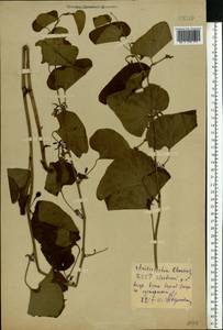 Aristolochia clematitis L., Eastern Europe, Belarus (E3a) (Belarus)