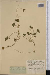 Trifolium fragiferum subsp. bonannii (C.Presl)Sojak, Middle Asia, Muyunkumy, Balkhash & Betpak-Dala (M9) (Kazakhstan)