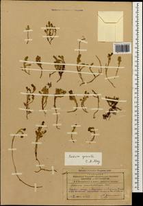 Sedum gracile C. A. Mey., Caucasus, Azerbaijan (K6) (Azerbaijan)