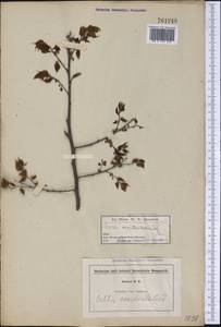 Celtis occidentalis L., America (AMER) (United States)