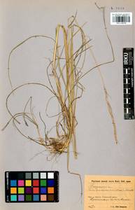 Elymus gmelinii (Trin.) Tzvelev, Siberia, Baikal & Transbaikal region (S4) (Russia)