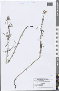 Dracocephalum ruyschiana L., Eastern Europe, Middle Volga region (E8) (Russia)