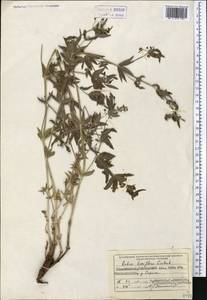 Rubia chitralensis Ehrend., Middle Asia, Pamir & Pamiro-Alai (M2) (Tajikistan)