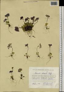 Primula borealis Duby, Siberia, Chukotka & Kamchatka (S7) (Russia)